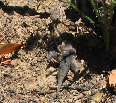 Western Fence Lizard